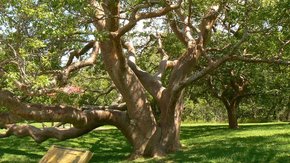 1024px-Gumbo_Limbo_Tree_DeSoto_National_Monument