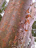 Gumbo_Limbo_Bark,_NPSPhoto,_Sabrina_Diaz_(9103252184)